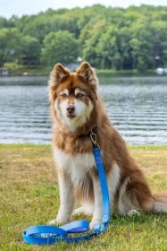 Dockside Adventures Waterproof 6FT Dog Leash for Adventurous Pet Owners