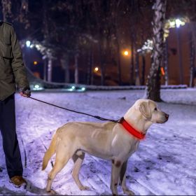 LED Dog Collar USB Rechargeable Adjustable Dog Safety Collar Night Safety Flashing Luminous Light up Collar (Option: L_Red)
