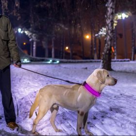 LED Dog Collar USB Rechargeable Adjustable Dog Safety Collar Night Safety Flashing Luminous Light up Collar (Option: M_Color)